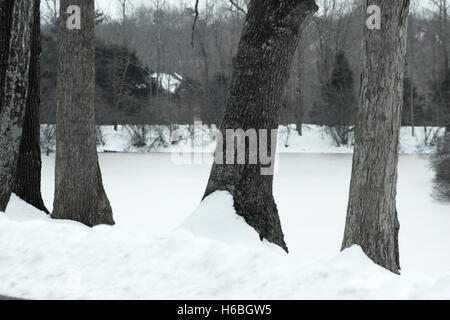 Alberi in corrispondenza del bordo del lago coperto di ghiaccio e neve. Paesaggio invernale Foto Stock