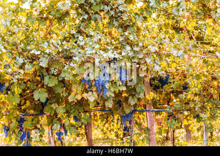 Vigneti di uve nere in autunno Foto Stock