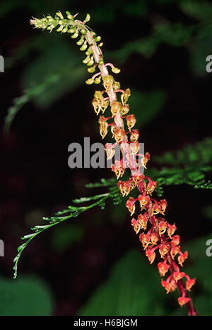 Malaxis versicolor. famiglia: orchidaceae. Un interessante terreno orchid trovato crescente su lateritic massi e rocce Foto Stock