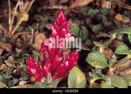 Striga gesnerioides. famiglia: scrophularaceae. una radice parassita che si vede solo quando i fiori si trovano di solito in umido erbaceo. Foto Stock