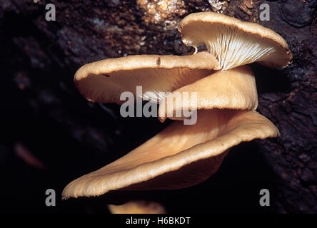 Pleurotus sp. Oyster fungo. Classe: Homobasidiomycetes . Serie: Hymenomycetes. Ordine: Agaricales. Funghi Oyster Foto Stock