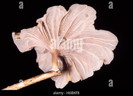 Assomiglia auricularia in coerenza stipe presente. Foto Stock