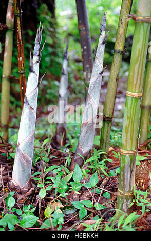 Germogli di bambù. Famiglia: Poaceae. Nuovi germogli germoglio nel monsone. Questi germogli cresce estremamente veloce, circa 6 pollici in un unico d Foto Stock