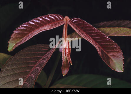 Giovani foglie. terminalia alata. famiglia: combretaceae. Questo grande albero a foglie decidue si trova ampiamente nelle foreste di latifoglie Foto Stock