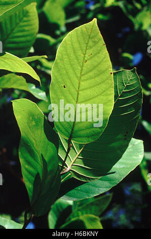 Foglie. Shorea robusta famiglia: dipterocarpaceae. sal tree. un grande albero che costituisce il componente principale delle foreste di sal Foto Stock