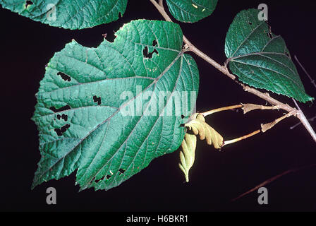 Frutta. Helicteres Isora. Indiano di albero a vite. Famiglia: Sterculiaceae. Un grande arbusto. Il frutto è simile a una vite ed è utilizzato in me Foto Stock
