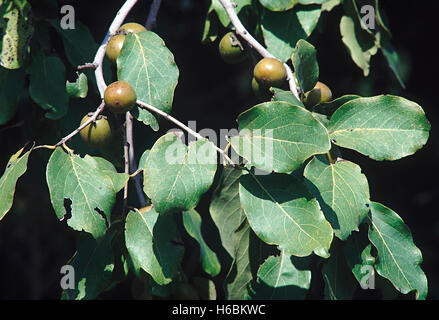 Il ramo con frutta. diospyros melanoxylon. tendu tree/indian ebano. FAMIGLIA: EBENACEAE. un grande albero a foglie decidue tipici della deci Foto Stock