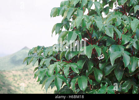 Foglie. cochlospermum religiosum. seta gialla cotton tree. famiglia: cochlospermaceae. Di medie dimensioni albero a foglie decidue Foto Stock