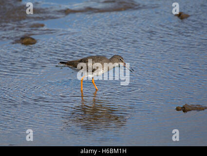 Redshank, Tringa totanus, alimentando in spiaggia Piscine di Fleetwood, nel Lancashire, Inghilterra, Regno Unito Foto Stock