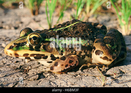 Hoplobatrachus tigerinus. indiano rana toro. una grande rana comunemente trovati nelle risaie e nei pressi di stagni. Foto Stock