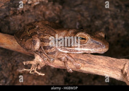 Polypedates Maculatus. Comune di raganella. Una di medie dimensioni rana che si trova in umido bosco di latifoglie aree. Essa vive sugli alberi Foto Stock