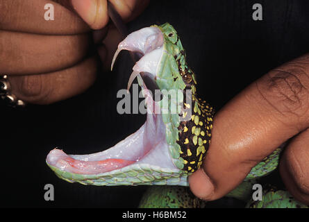 Trimeresurus Malabaricus. Il Malabar Pit Viper. Una chiusura della testa del serpente con la bocca aperta che mostra le zanne esposte. Foto Stock