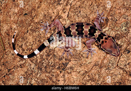 Avvistato foglia-toed gecko, hemidactylus maculatus. Un grande gecko di solito si trova sulla scogliera, fortezze, vecchi edifici, grotte e serbatoi Foto Stock