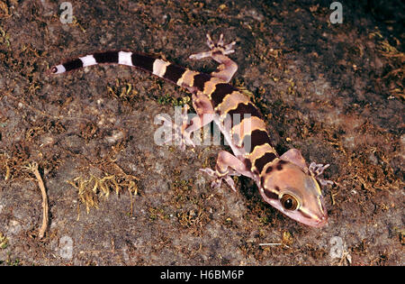 Avvistato foglia-TOED GECKO, Hemidactylus Maculatus. Un gecko di grandi dimensioni che di solito si trova sulla scogliera, fortezze, vecchi edifici, grotte e vasche. Foto Stock