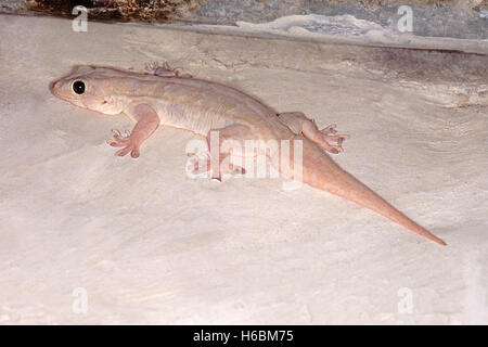 A BECCO GIALLO CASA GECKO, Hemidactylus Flaviviridis. Il geco comune, che di solito si trovano nelle case. Foto Stock