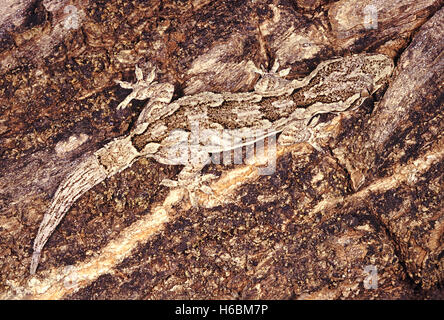 Hemidactylus leschnaultii. corteccia gecko. una ben mimetizzata geco si trovano di solito sui tronchi. è in grado di cambiare la sua ombra secondo circondante Foto Stock