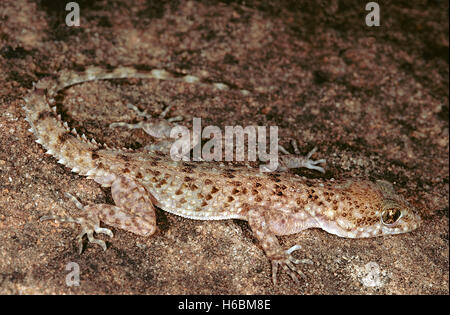 Scaber gymnodactylus, rough-tailed gecko. una dimora di massa gecko trovato in India in western Madhya Pradesh, parti del Rajasthan e Gujarat. Foto Stock