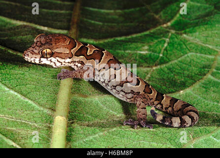 Spotted gecko. geckoella nebulosa. una dimora di massa gecko trovato in India centrale. Foto Stock