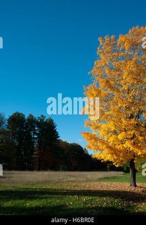 Un albero di acero con foglie di giallo sul bordo di una New Hampshire campo in autunno. Foto Stock