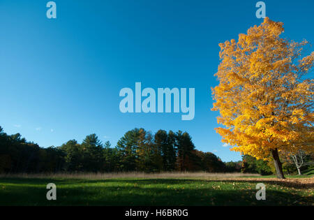 Un acero con foglie di giallo sta solo da un campo in un tardo pomeriggio in autunno nel New Hampshire, Stati Uniti d'America. Foto Stock