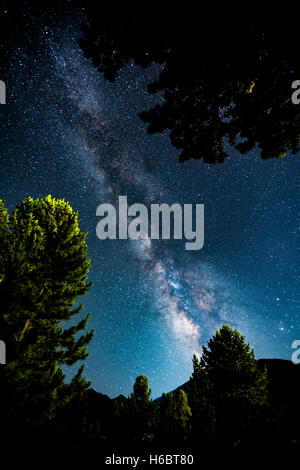 La Via Lattea e gli alberi come visualizzato su una chiara notte da 9800 ft in Montagna di Rame, Colorado. Foto Stock