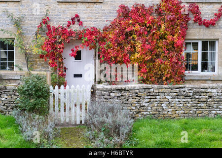 Parthenocissus quinquefolia. Virginia superriduttore / American ivy su un cottage in Ablington, Cotswolds, Gloucestershire, Inghilterra Foto Stock