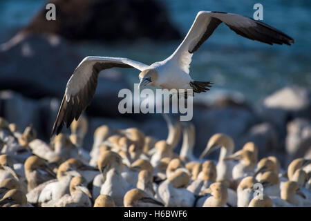 Cape gannet (Morus capensis) in volo da colonia su Bird Island in Lambert's Bay, Western Cape, Sud Africa Foto Stock