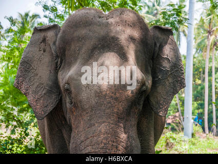 Elefante asiatico (Elephas maximus) funzionante a elefante santuario, Kerala, India Foto Stock