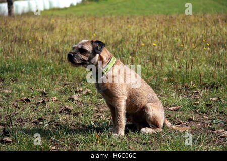 Border terrier dog sitter su un prato Foto Stock