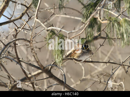 Bianco-throated sparrow (Zonotrichia albicollis) appollaiato su un ramo di frangola in inverno con le piume increspate dal vento Foto Stock