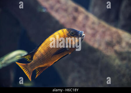 Vicino sul Iodotropheus sprengerae pesce Foto Stock
