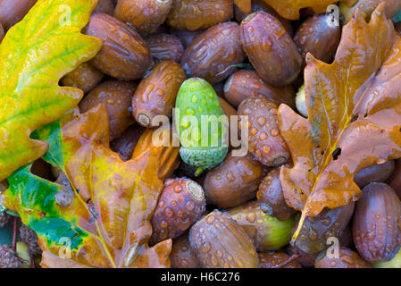 Oak Quercus robur caduti ghiande in autunno Foto Stock