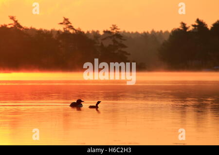 Un comune Loon e baby in una nebbiosa lago a sunrise in Canada Foto Stock
