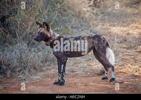 Africa cane selvatico con radio collare deserto di Laikipia Nanyuki Kenya Foto Stock