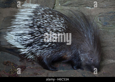 Indian istrice (Hystrix indica), noto anche come l'istrice indiano. La fauna animale. Foto Stock