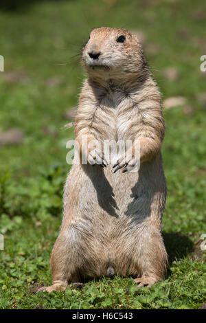 Nero-tailed prairie dog (Cynomys ludovicianus). La fauna animale. Foto Stock