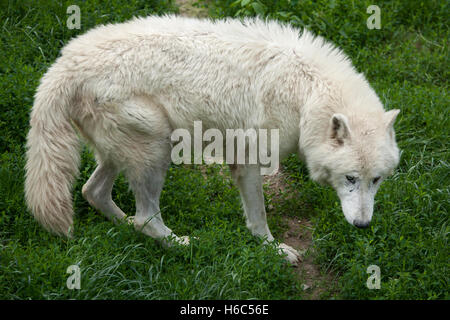 Arctic lupo (Canis lupus arctos), noto anche come l'Isola Melville Wolf. La fauna animale. Foto Stock