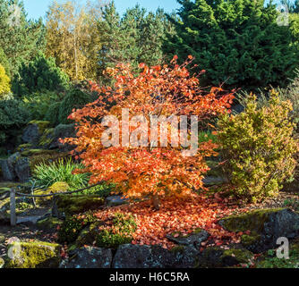 Acer Sieboldianum impianto nel Giardino di Roccia Royal Botanic Garden di Edimburgo in Scozia in autunno Foto Stock