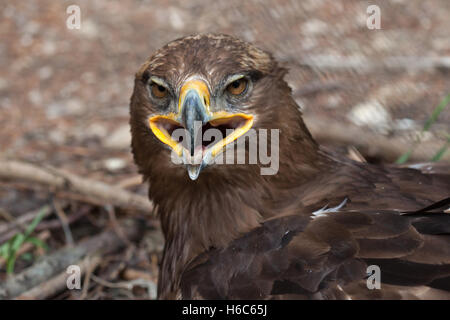 Steppa eagle (Aquila nipalensis). La fauna animale. Foto Stock