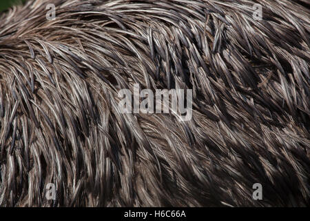 Emu (Dromaius novaehollandiae). Piumaggio texture. Foto Stock