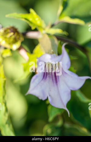 Datura inoxia e molto tossiche fiore Foto Stock