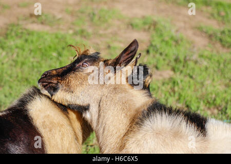 Caprini giocare al di fuori Foto Stock