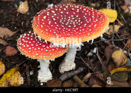 Amanita muscaria, fly agaric toadstools, mostrando spotted cappucci rossi in mezzo caduto foglie di betulla Foto Stock