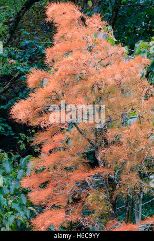 Fogliame autunnale del laghetto dei cipressi, Taxodium distichum var. imbricatum 'Nutans" (ex Taxodium ascendens 'Nutans') Foto Stock