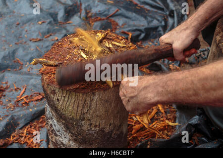 Un uomo si prepara ayahuasca vine, Banisteriopsis caapi, frantumando in strandsfor cucinare insieme con chacruna per la medicina Foto Stock