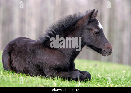 Nero Pony Welsh puledro , una settimana di età, in appoggio sul pascolo Foto Stock