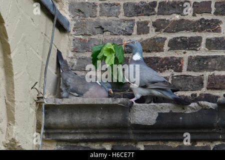 Colombacci ( Columba palumbus ) nidi su una parete stretta mensola, in ambiente urbano circostante, una porta il materiale di nidificazione. Foto Stock