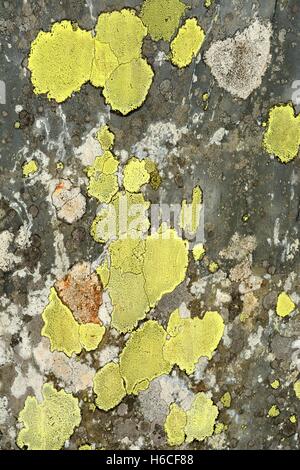 Litchen pattern su un vecchio Welsh Slate wall Gwynedd in Galles Foto Stock