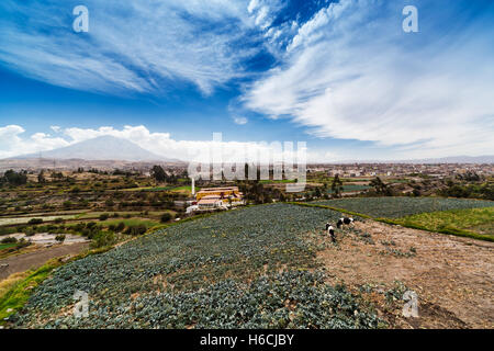 Vulcano, vacche e la città vecchia Foto Stock