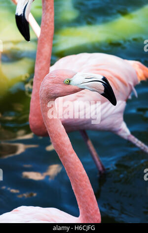 Testa di flamingo close-up sullo sfondo di acqua Foto Stock